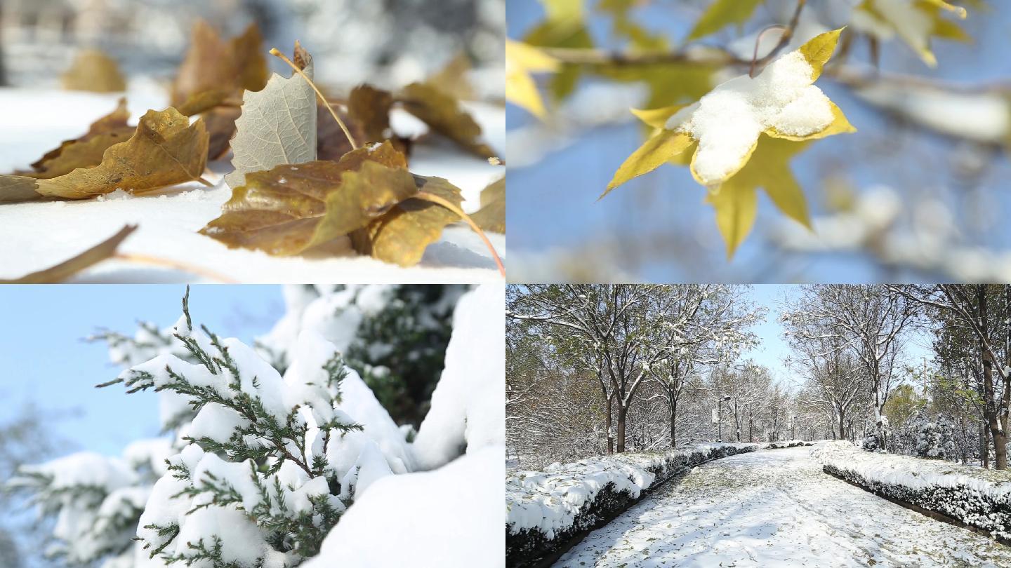 下雪天树叶