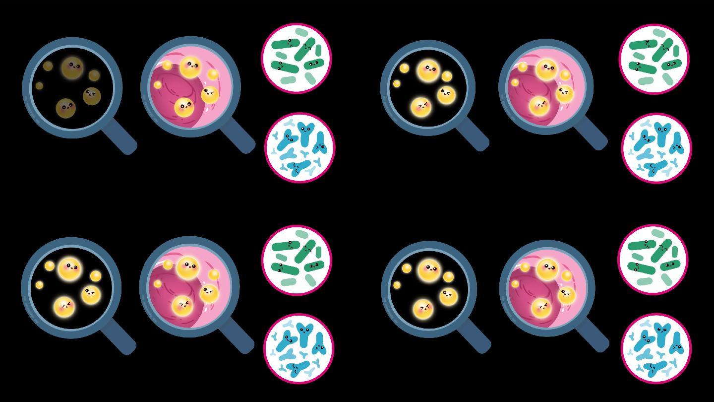 MG二维动画 益生菌  细菌 放大镜扁平