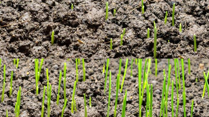 土壤小麦发芽生长延时摄影
