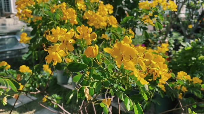 决明子黄色花朵 阳光好 微风吹过植物花草