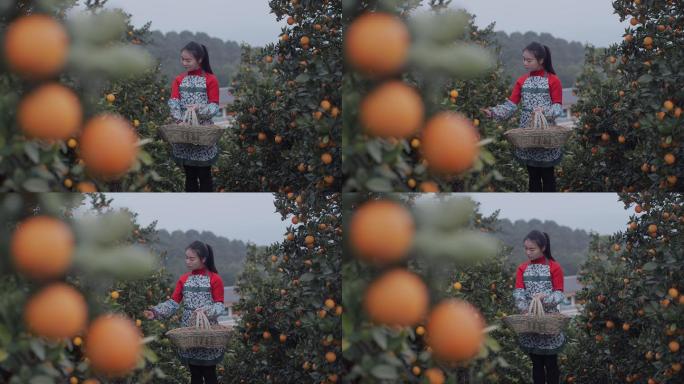 农家女孩拿着竹篮在果园采摘柑橘