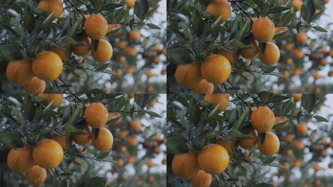 果树上成熟带着露水的柑橘
