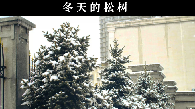 雪松