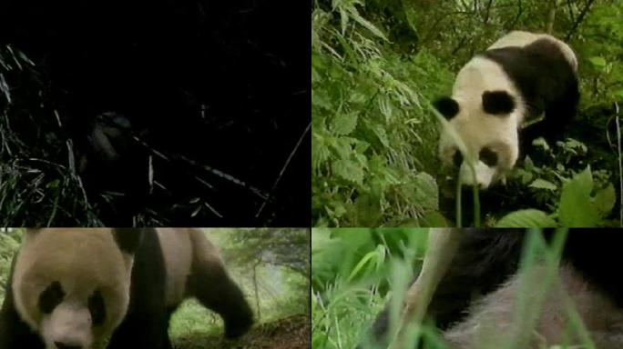 90年代拍摄野生大熊猫影像