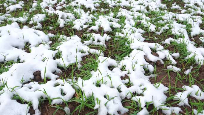白雪覆盖的冬小麦