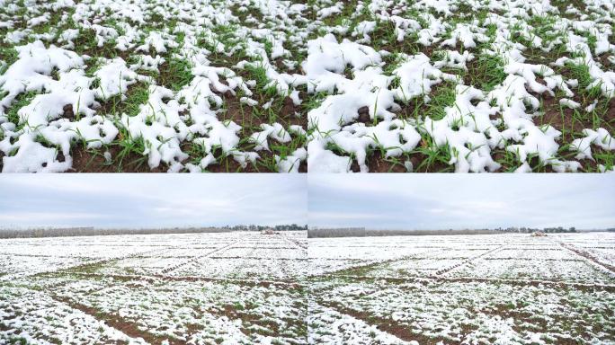 白雪覆盖的冬小麦