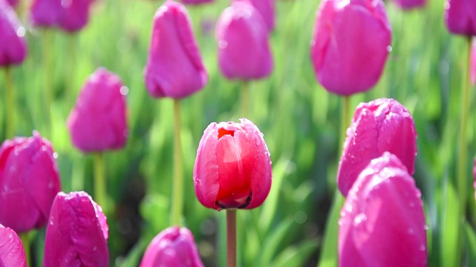 郁金香红花红色下雨露水露珠唯美花朵逆光