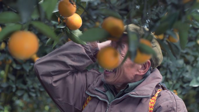 淳朴农民背着竹篓在果园高兴的采摘柑橘