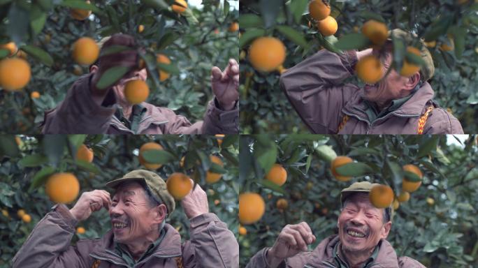 淳朴农民背着竹篓在果园高兴的采摘柑橘