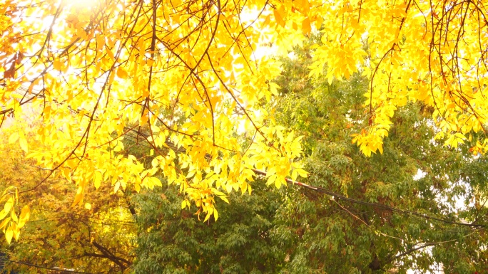 4K秋天金黄色树叶
