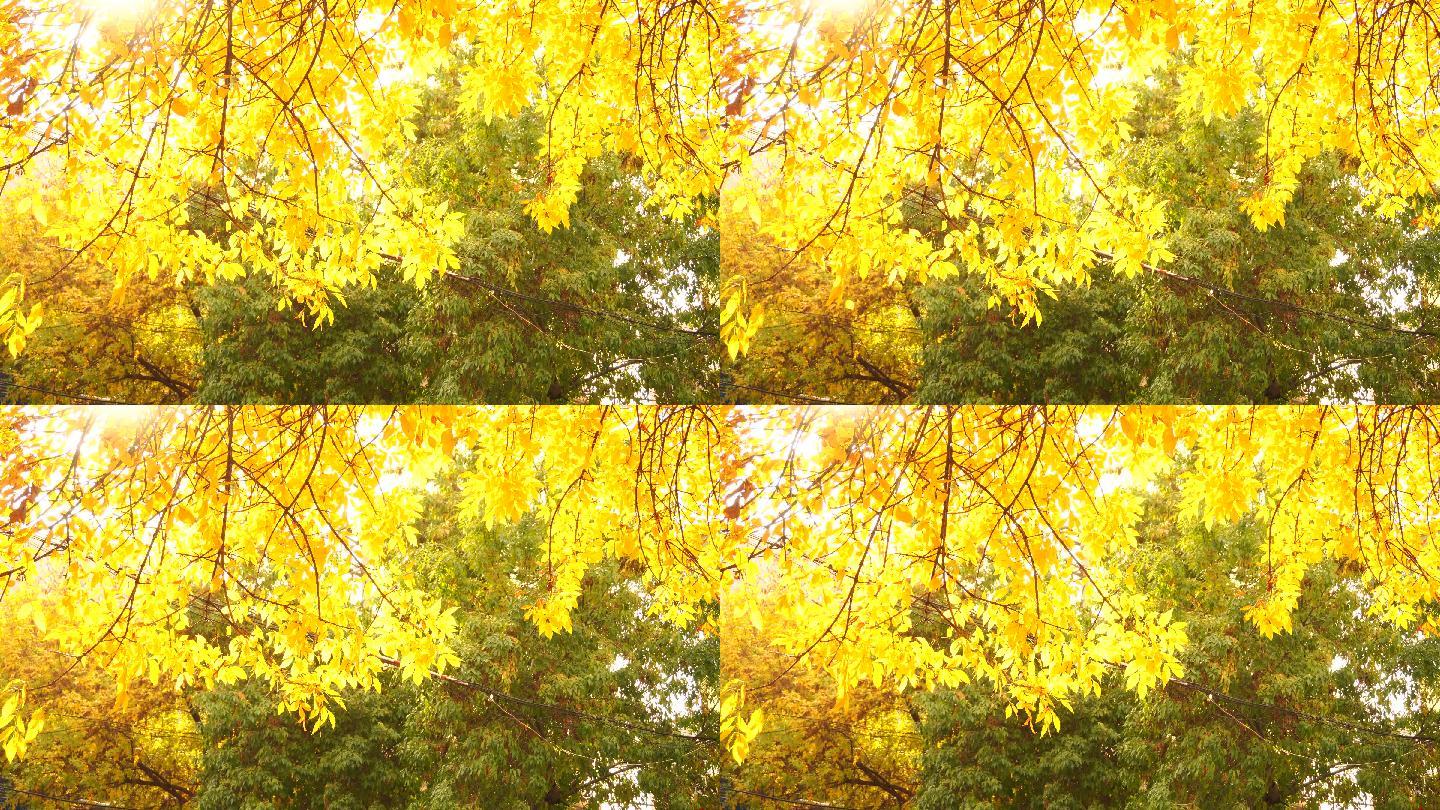 4K秋天金黄色树叶