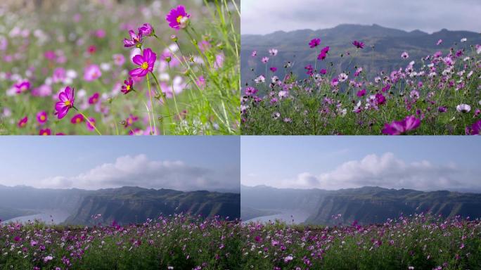 陕北黄河岸边的野花