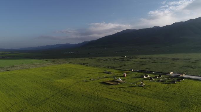 青海门源花好门源油菜花菜籽油基地航拍4K