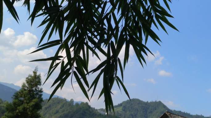 竹子素材竹子背景