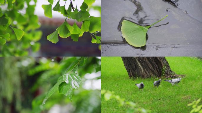 雨景升格镜头