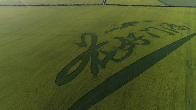 青海门源花好门源油菜花菜籽油基地航拍4K