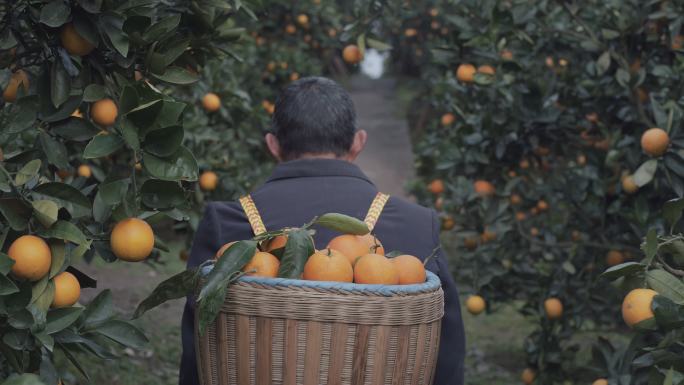 农民背着装满柑橘的竹篓在果园行走