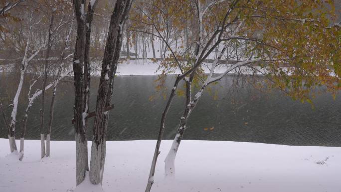 冬日河边小树