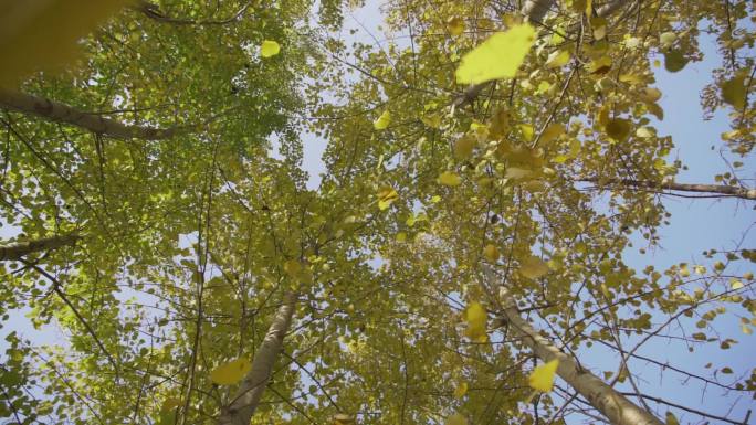 秋天 杨树 秋景 秋景特写  树叶黄了