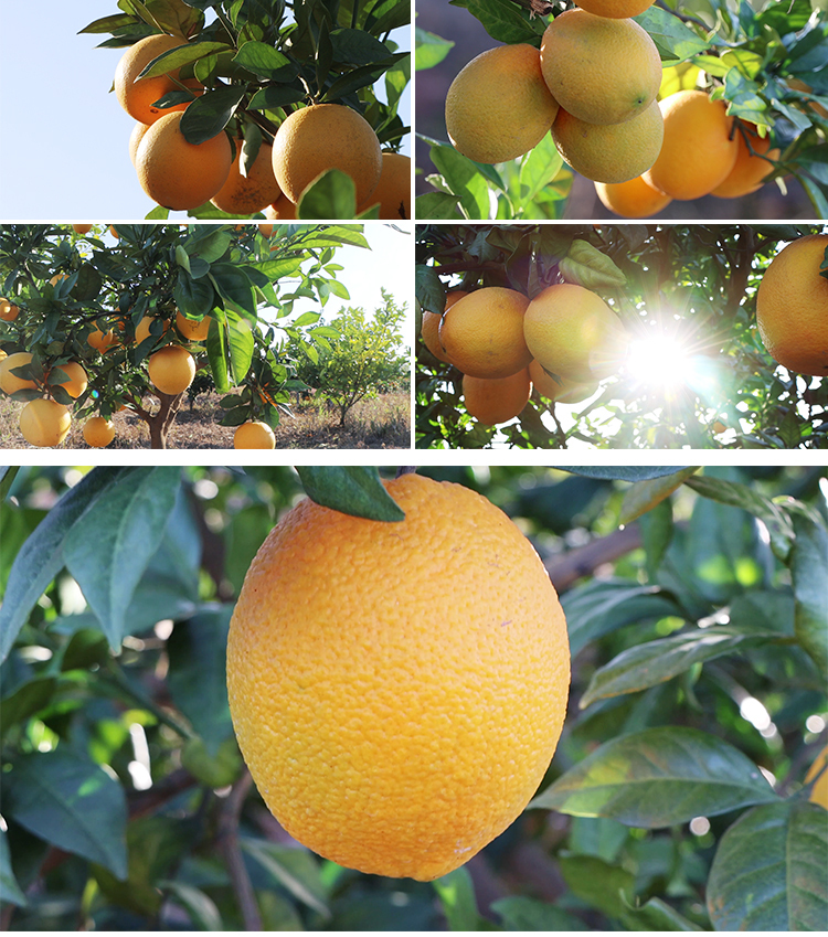 4K果园脐橙橙子农业丰收实拍视频