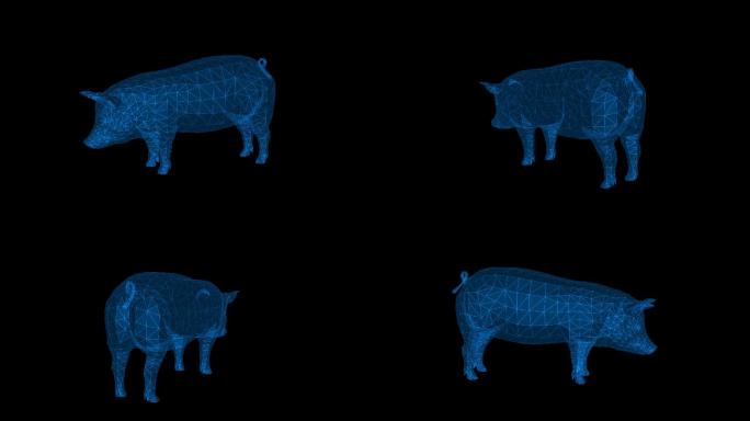 全息展示全息猪科技动物3-循环alpha
