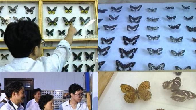 90年代成都蝴蝶展览
