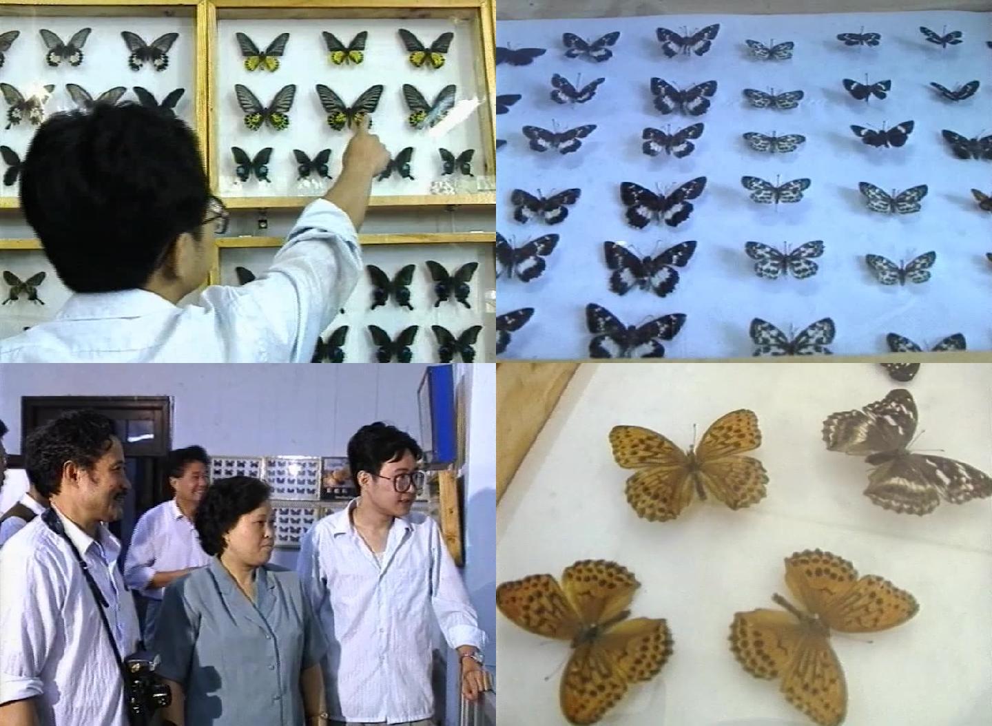 90年代成都蝴蝶展览