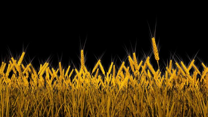 金色麦子-带透明通道
