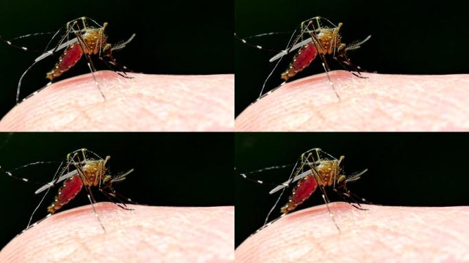 蚊子传播的疾病包括疟疾、登革热、寨卡病毒