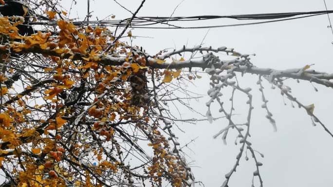 冬天雪景，秋景未去雪以来，银杏树林的雪景