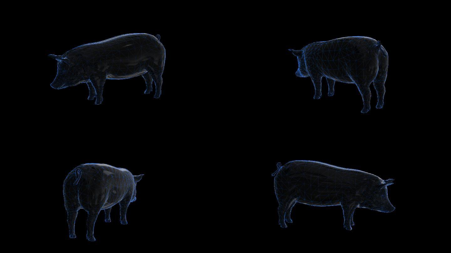全息展示全息猪科技动物2-循环alpha