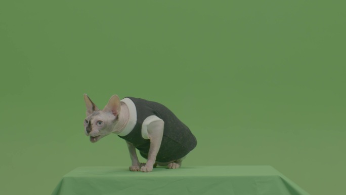 绿幕抠图特效宠物猫4k60p