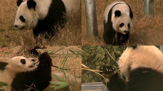大熊猫  成都大熊猫繁殖基地实拍