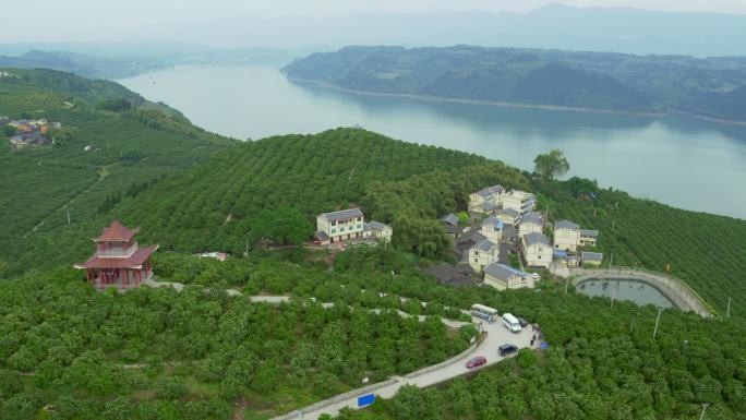 航拍四川长江边的柑橘种植园