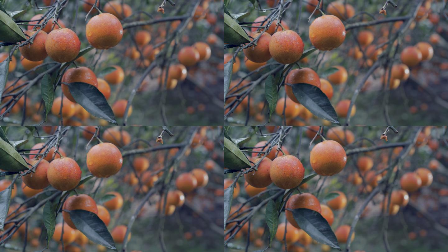 果树上成熟的柑橘