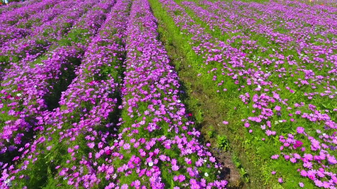 鲜花航拍花海