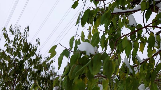 下雪 树叶  寒冷 坚强 坚韧