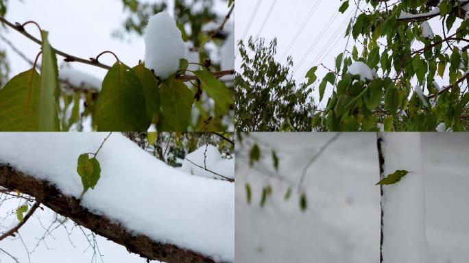 下雪 树叶  寒冷 坚强 坚韧