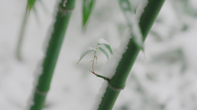 竹子雪景