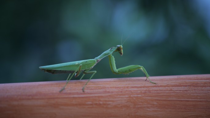 绿色的螳螂在跳舞
