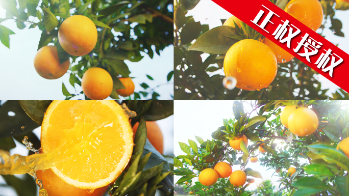 橙子农业脐橙水果果园柑橘饮料果汁脐橙橙子