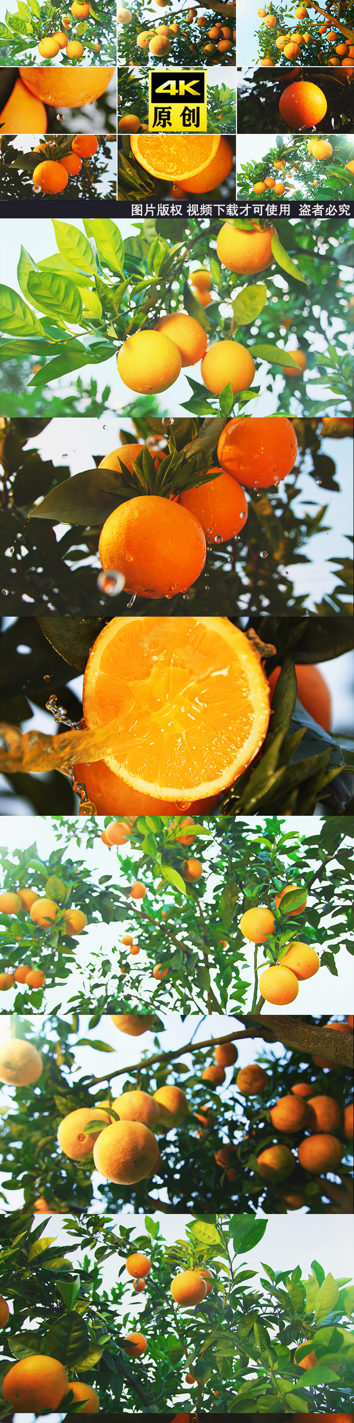 橙子农业脐橙水果果园柑橘饮料果汁脐橙橙子