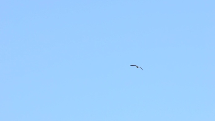象征自由翱翔的海鸥