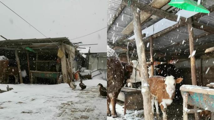 农村雪天院子里的鸡鸭鹅