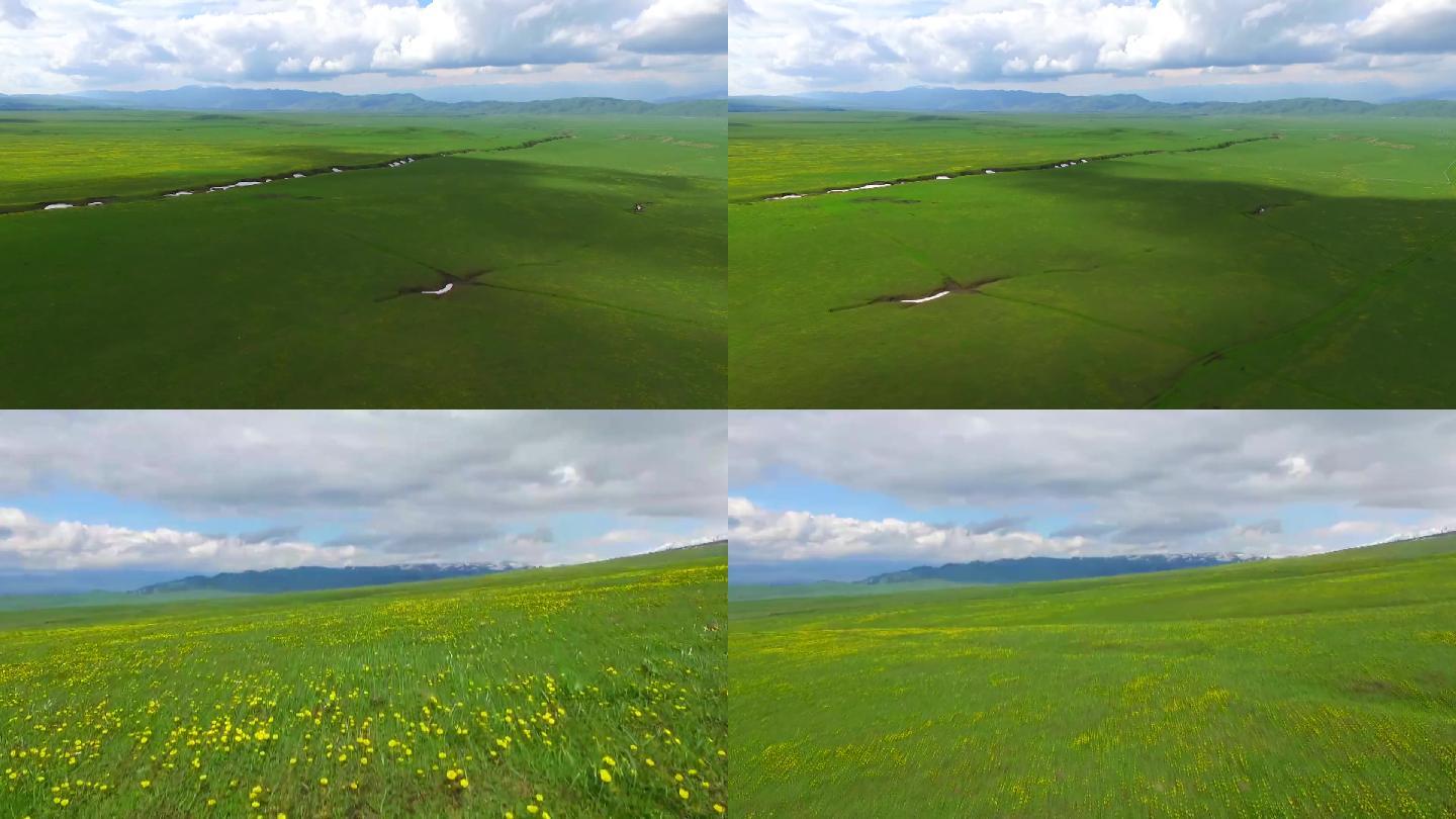 新疆唯美天山伊犁雪山草原草地黄花生态保护