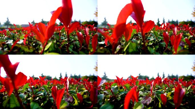 公园常青藤红色植物美丽景致06