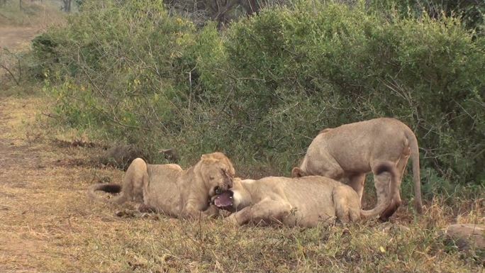 两只母狮搏斗野兽猛兽保护动物野生动物园生