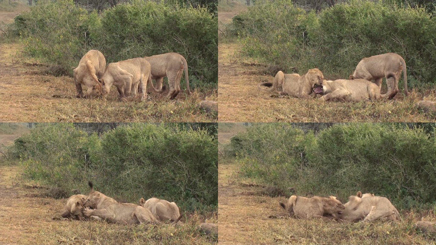 两只母狮搏斗野兽猛兽保护动物野生动物园生