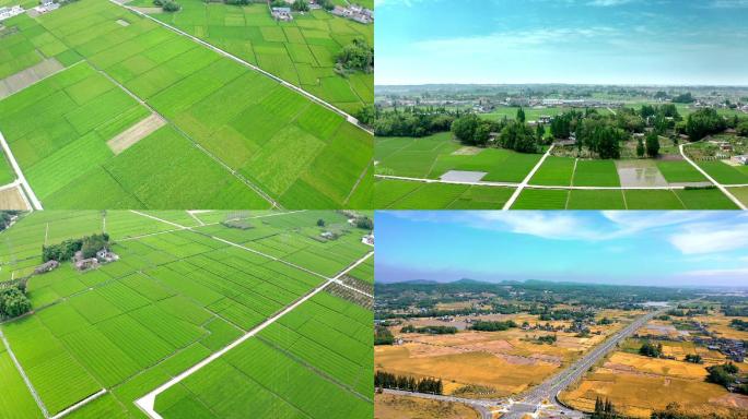 航拍稻田 规模化水稻种植 高标准农田