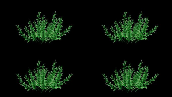 植物草生长动画带通道视频素材